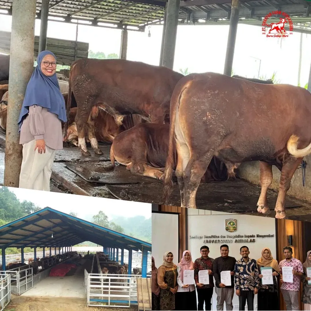 Tantangan Peternakan Sapi Lokal di Tengah Ketergantungan Impor Daging: Analisis & Solusi Berkelanjutan