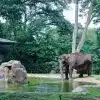 Akhiri Konflik Panjang, Pemkot Bandung dan Kemenhut Sepakati Pembagian Kewenangan Pengelolaan Bandung Zoo