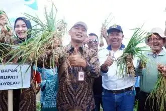 Bupati Boyolali Agus Irawan memanen bawang merah bersama petani saat Panen Raya di Dukuh Gajihan, Desa Tarubatang, Kecamatan Selo, Kabupaten Boyolali, Jumat (9/1/2026).