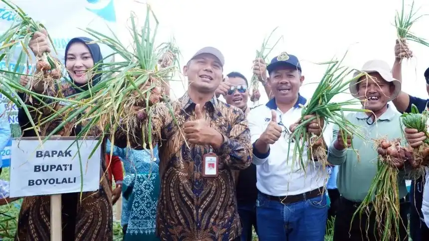 Bupati Boyolali Agus Irawan memanen bawang merah bersama petani saat Panen Raya di Dukuh Gajihan, Desa Tarubatang, Kecamatan Selo, Kabupaten Boyolali, Jumat (9/1/2026).