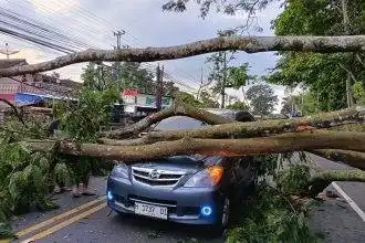 Petugas Polsek Tengaran bersama warga dan petugas pemadam kebakaran mengevakuasi pohon pete tumbang yang melintang di Jalan Raya Solo–Semarang, Desa Bener, Kecamatan Tengaran, Kabupaten Semarang, Sabtu (24/1/2026).